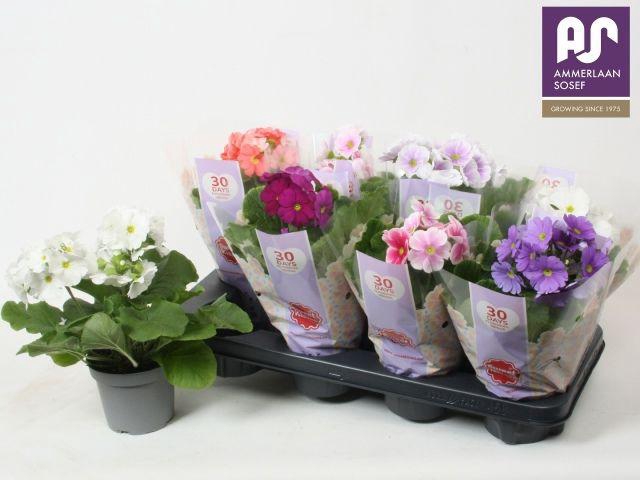 <h4>!! PROMO !! PRIMULA OBCONICA MIX P12</h4>