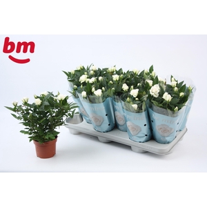 Rosa White Jewel Beau Monde