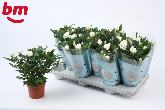 <h4>Rosa White Jewel Beau Monde</h4>