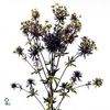 Eryn Pl Blue Ribbon