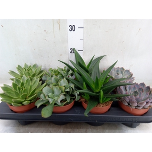 Succulents   ...mix 4