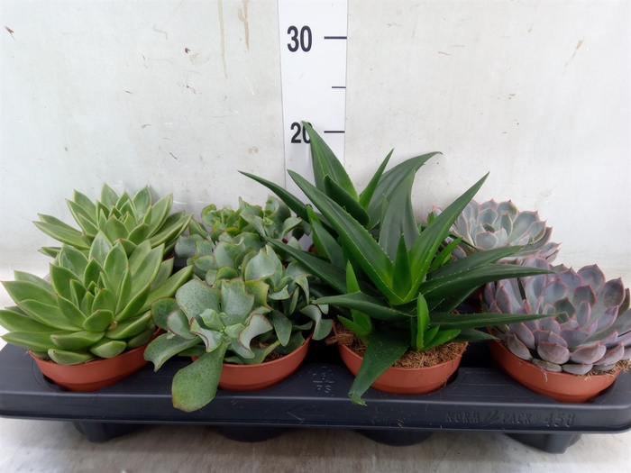<h4>Succulents   ...mix 4</h4>