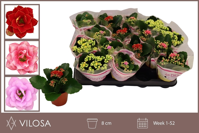 arr8 Kal Ge Gem 5 Kl