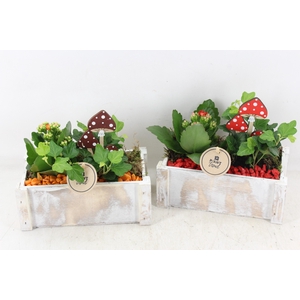 arr2 PL - Hout kist rechth. x4 - rood/oranje