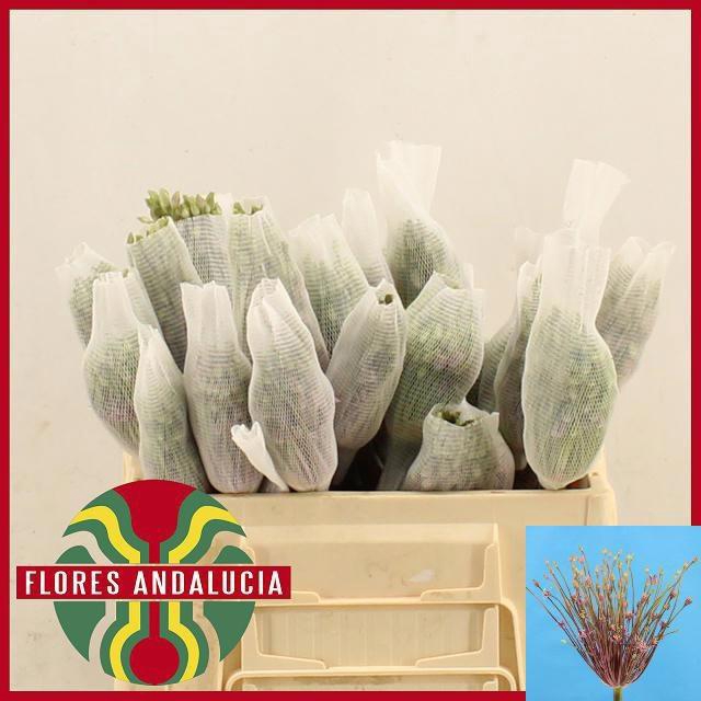 <h4>ALLIUM SCHUBERTII</h4>