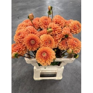 Dahlia Sylvia