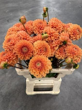 <h4>Dahlia Sylvia</h4>