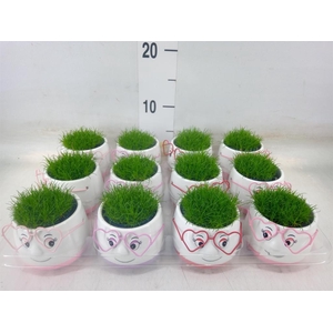 Arr.   Kamerplant Groen L%