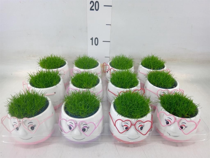 <h4>Arr.   Kamerplant Groen L%</h4>