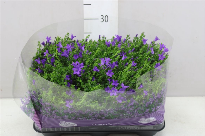 <h4>Campanula Port Blueone</h4>