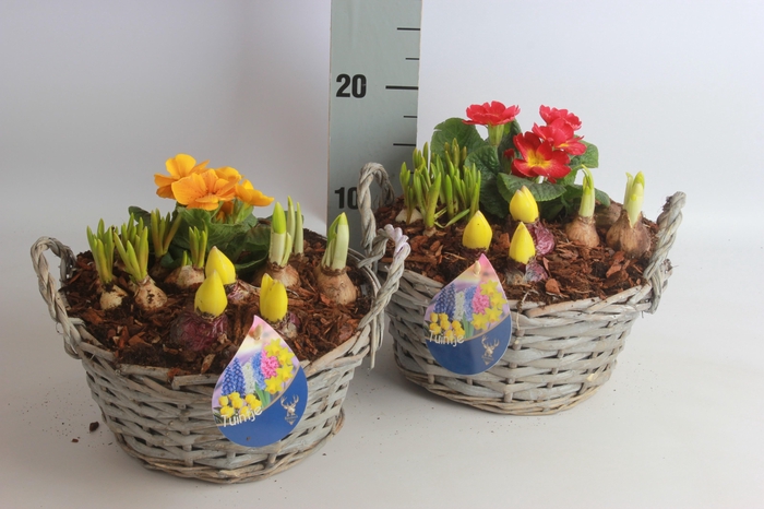 <h4>ARR TUINPLANTEN</h4>