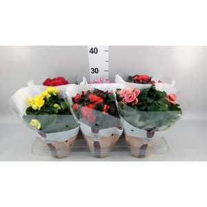 Begonia elat. DU   ...mix