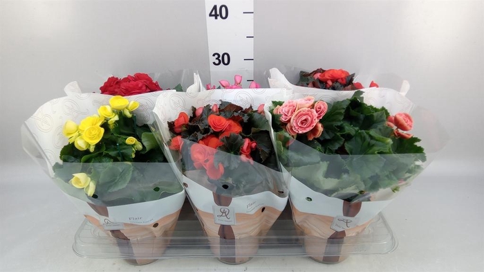 <h4>Begonia elat. DU   ...mix</h4>