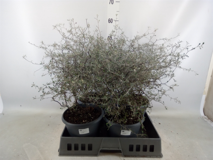 <h4>Corokia cotoneaster</h4>