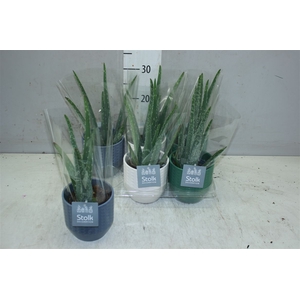 Aloe Vera In Expres Keramiek