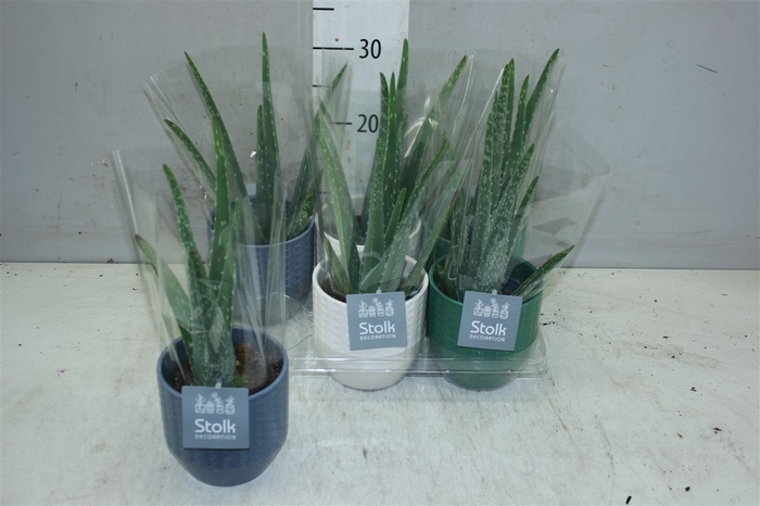 <h4>Aloe Vera In Expres Keramiek</h4>