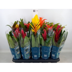 Bromelia   ...mix  6