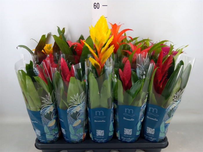 <h4>Bromelia   ...mix  6</h4>