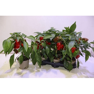 Paprika Planten