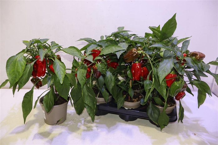 <h4>Paprika Planten</h4>