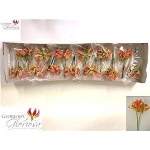 Gloriosa Exot Orange Short