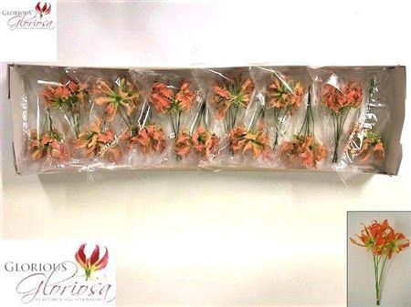 <h4>Gloriosa Exot Orange Short</h4>