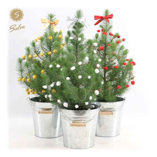 <h4>Pinus pinea 'Silver Crest' P17 in Zinc Old-Look + Deco Sensation Mix + Bow Mix</h4>