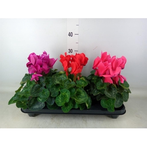 Cyclamen GR 'XL'