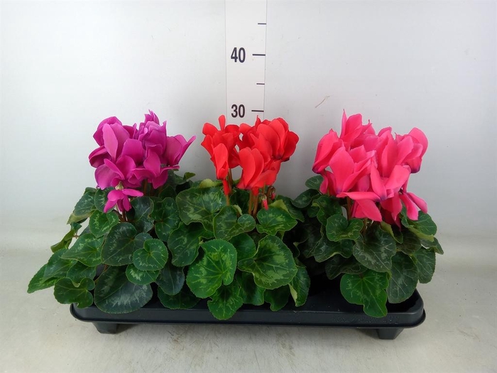 <h4>Cyclamen GR 'XL'</h4>