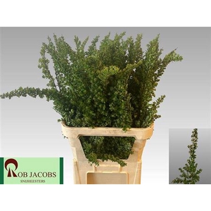 Spiraea Nip Snowmound
