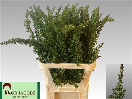 <h4>Spiraea Nip Snowmound</h4>