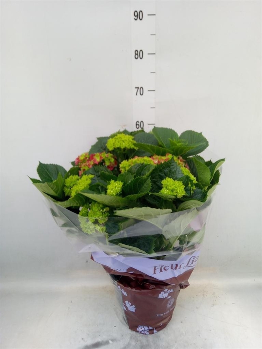 <h4>Hydrangea mac. 'Hi River'</h4>