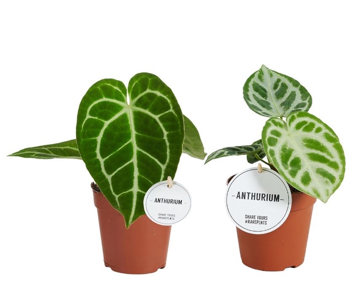 Anthurium blad