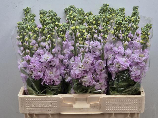 <h4>MATTH FIGARO L ROSE</h4>