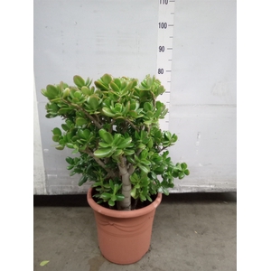 Crassula ovata