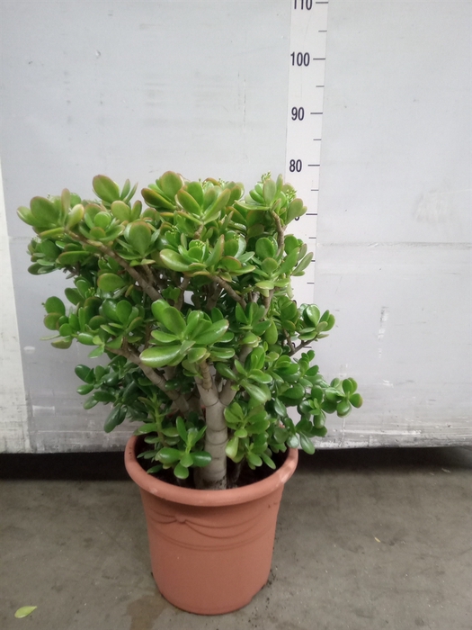 <h4>Crassula ovata</h4>