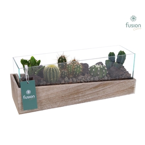 Aquarium Medium met Cactussen