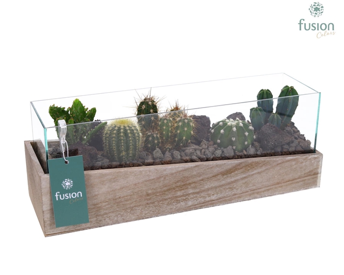 <h4>Aquarium Medium met Cactussen</h4>