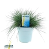 Festuca Glauca Intense Blue®