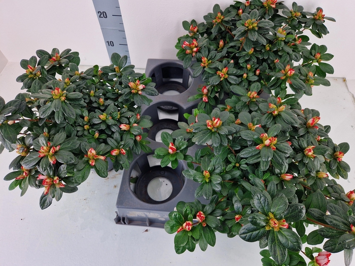 <h4>RHODO SI OV</h4>