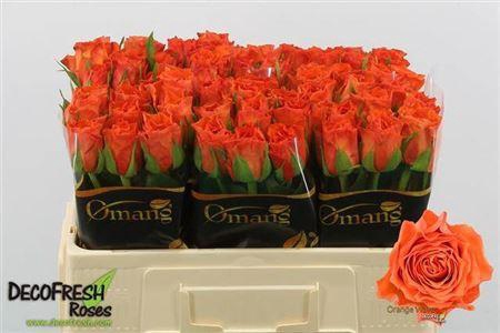 <h4>R Gr Orange Wave</h4>