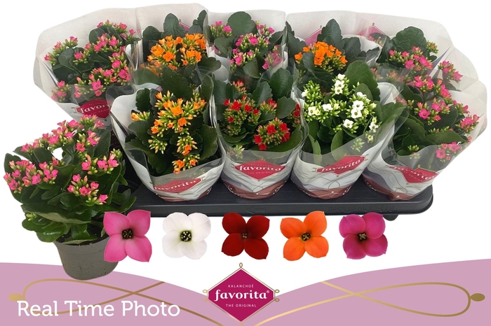 <h4>KAL EN GEM 5 KL</h4>