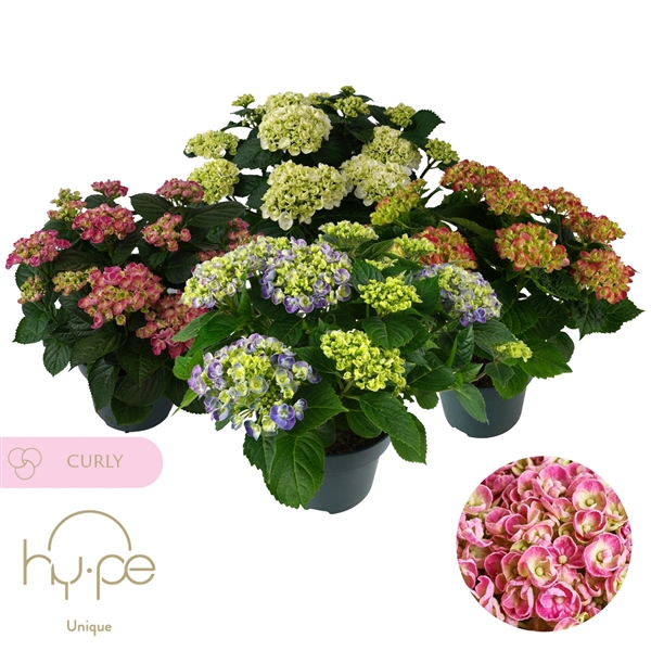 <h4>Hydrangea Curly Wurly Mix 10+ | Hy-pe Unique</h4>