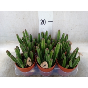 Stapelia leendertziae