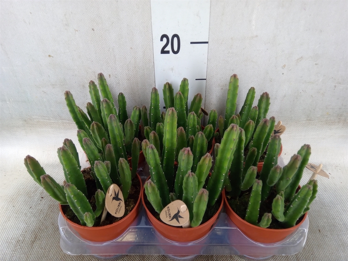 <h4>Stapelia leendertziae</h4>