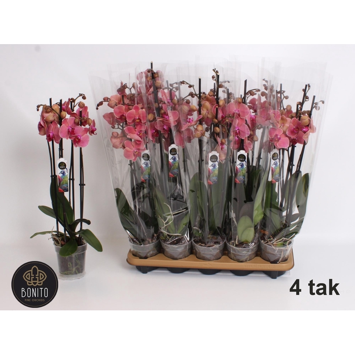 <h4>PHAL AN NARBONNE</h4>