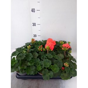Pelargonium zona.   ...F1