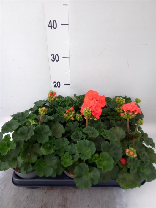 <h4>Pelargonium zona.   ...F1</h4>