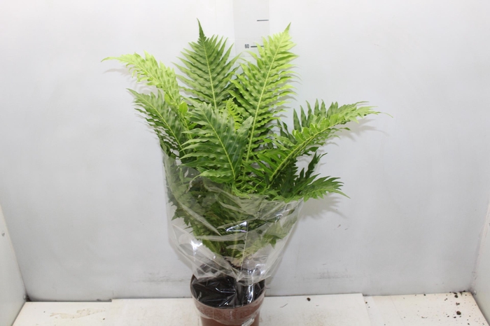 <h4>BLECHNUM GIBBUM SILVER LADY P17</h4>