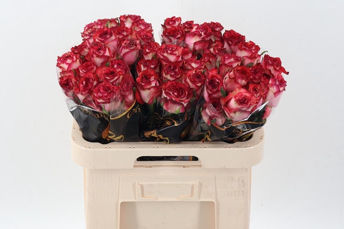 <h4>R Gr Diabolo</h4>